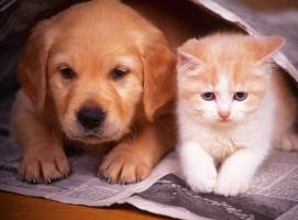 veterinary medicine manufacturers in india